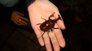 A beetle! Someone suggested the girl who found it sell it, but she let it go.