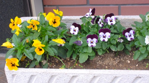 ...But the flowers are still blooming.